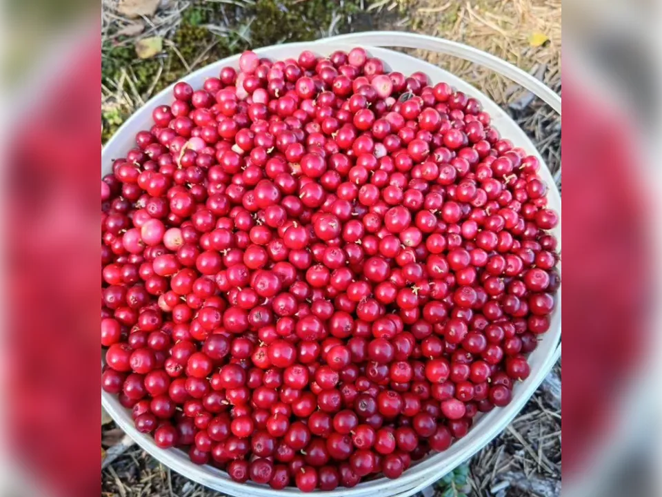 Фото: городская доска объявлений