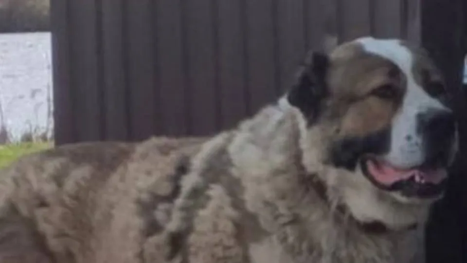 Фото: t.me/rusavkino_romanovo