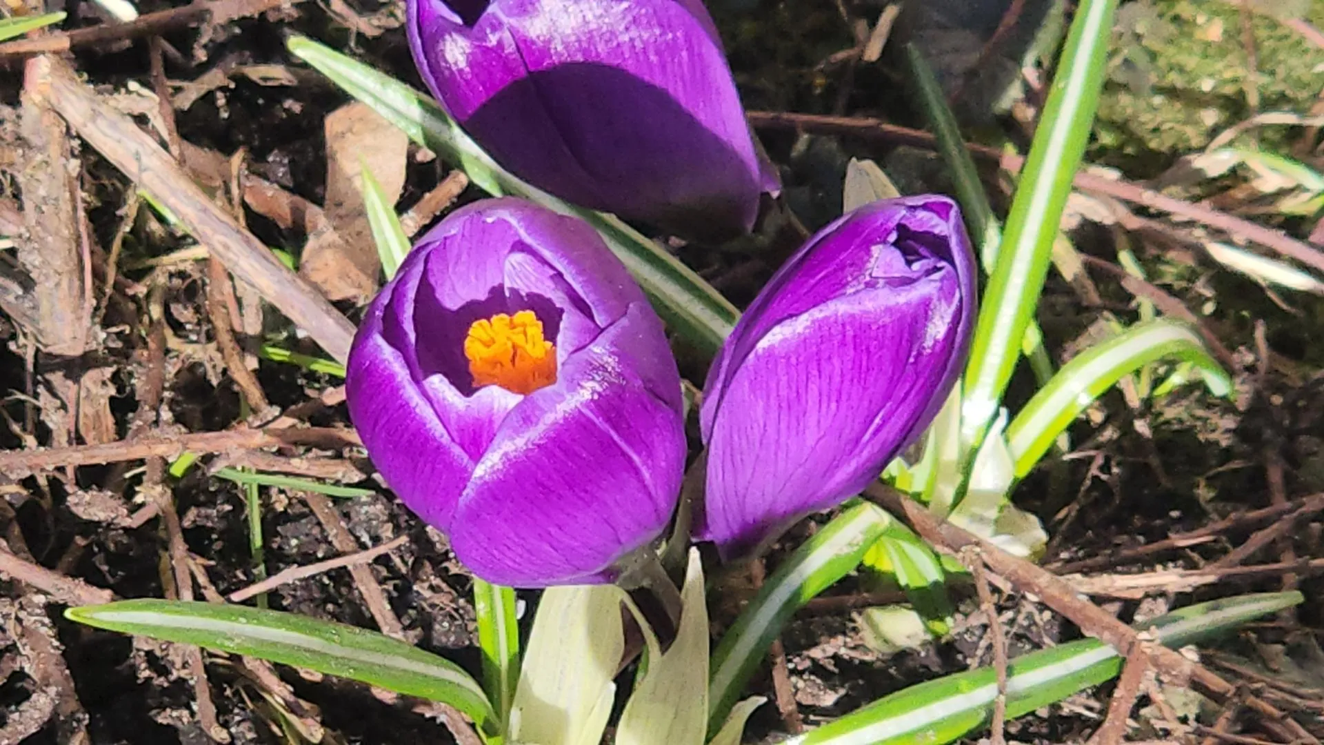 REGIONS/Роман Кутузов