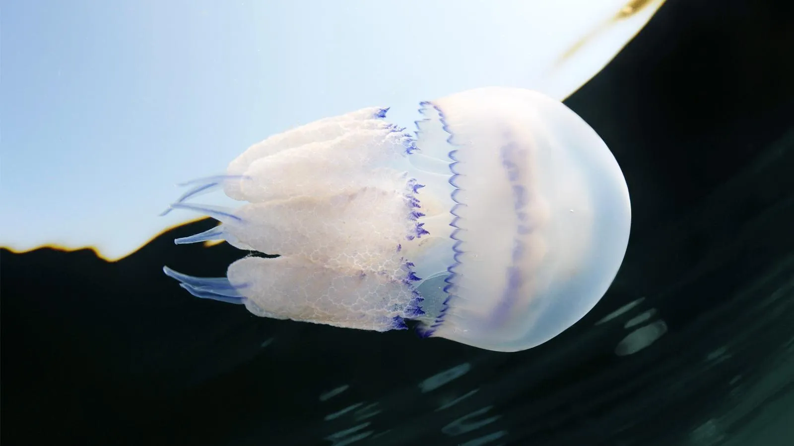 Rhizostoma pulmo, Черное море, Крым. Andrey Nekrasov