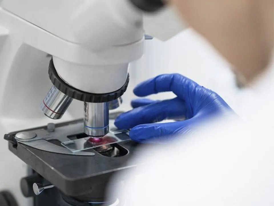 «Колоссальный ущерб»: стало известно, чем опасна африканская чума