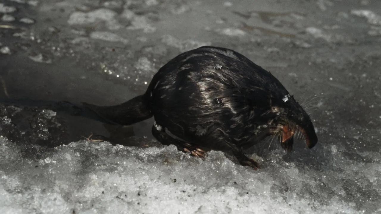 ТАСС/Юрий Дьяконов