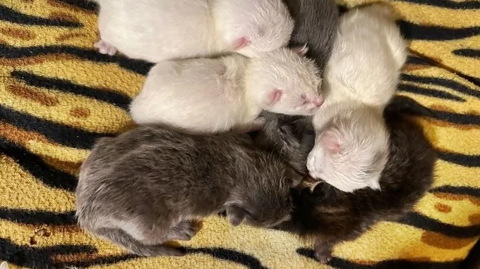 Фото: freepik.com