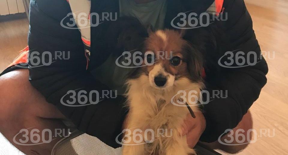 Сотрудники ФПК после шести дней поисков нашли собаку, которая сбежала из поезда