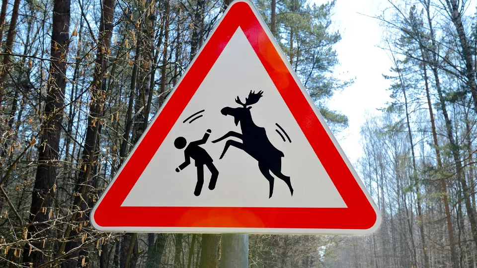 Фото: istockphoto.com/FedotovAnatoly