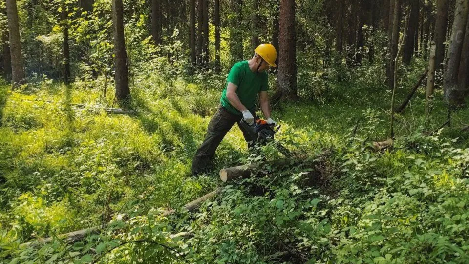 Фото: Комитет лесного хозяйства Московской области