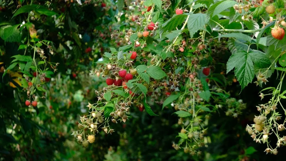 Фото: МедиаБанк Подмосковья/Мария Панина