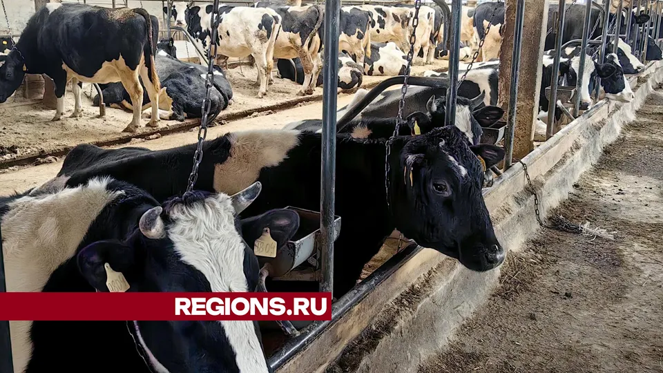 Фото: REGIONS/Елена Катасонова