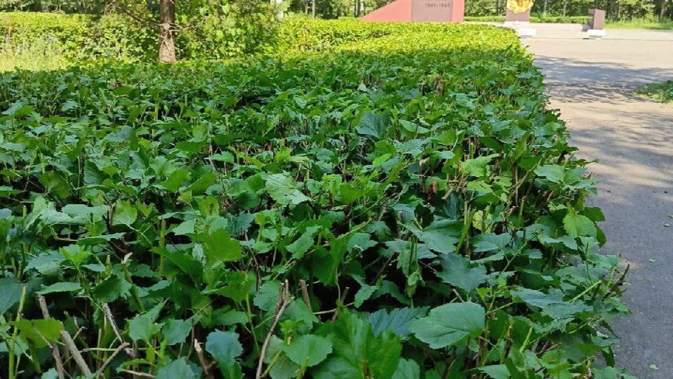 Фото: пресс-служба Администрации г.о. Коломна