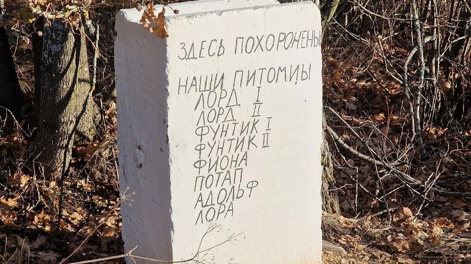 Фото соцсети.