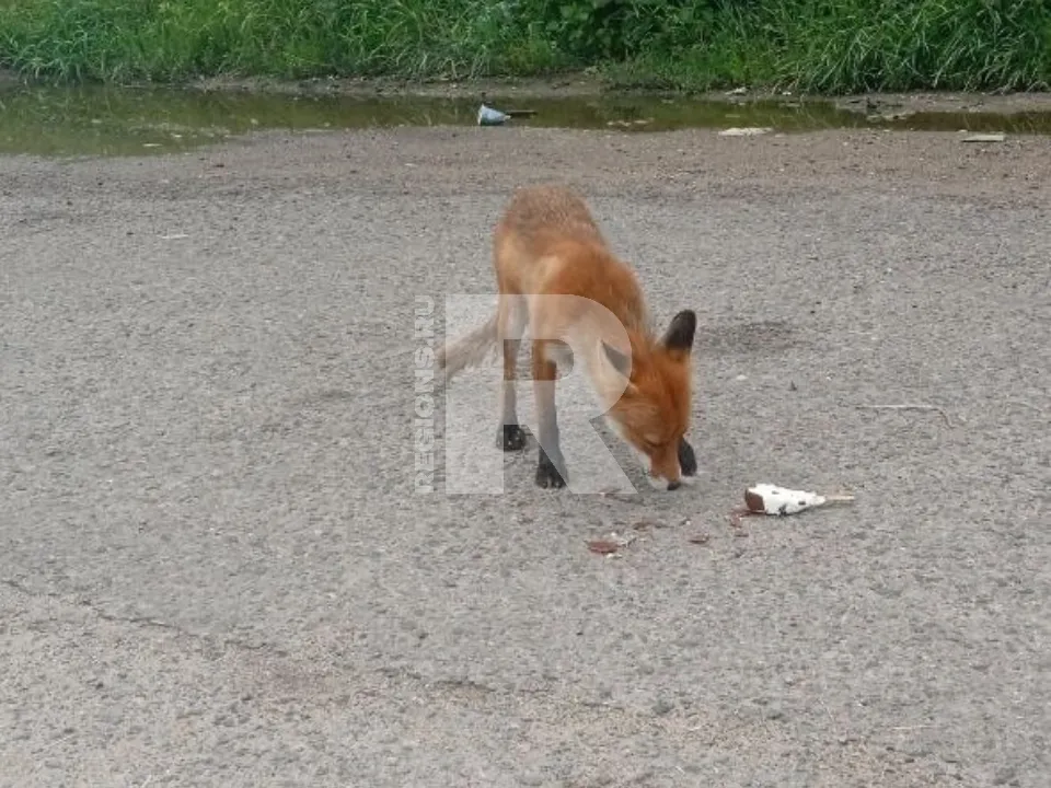 Фото предоставлено жителем Жуковского