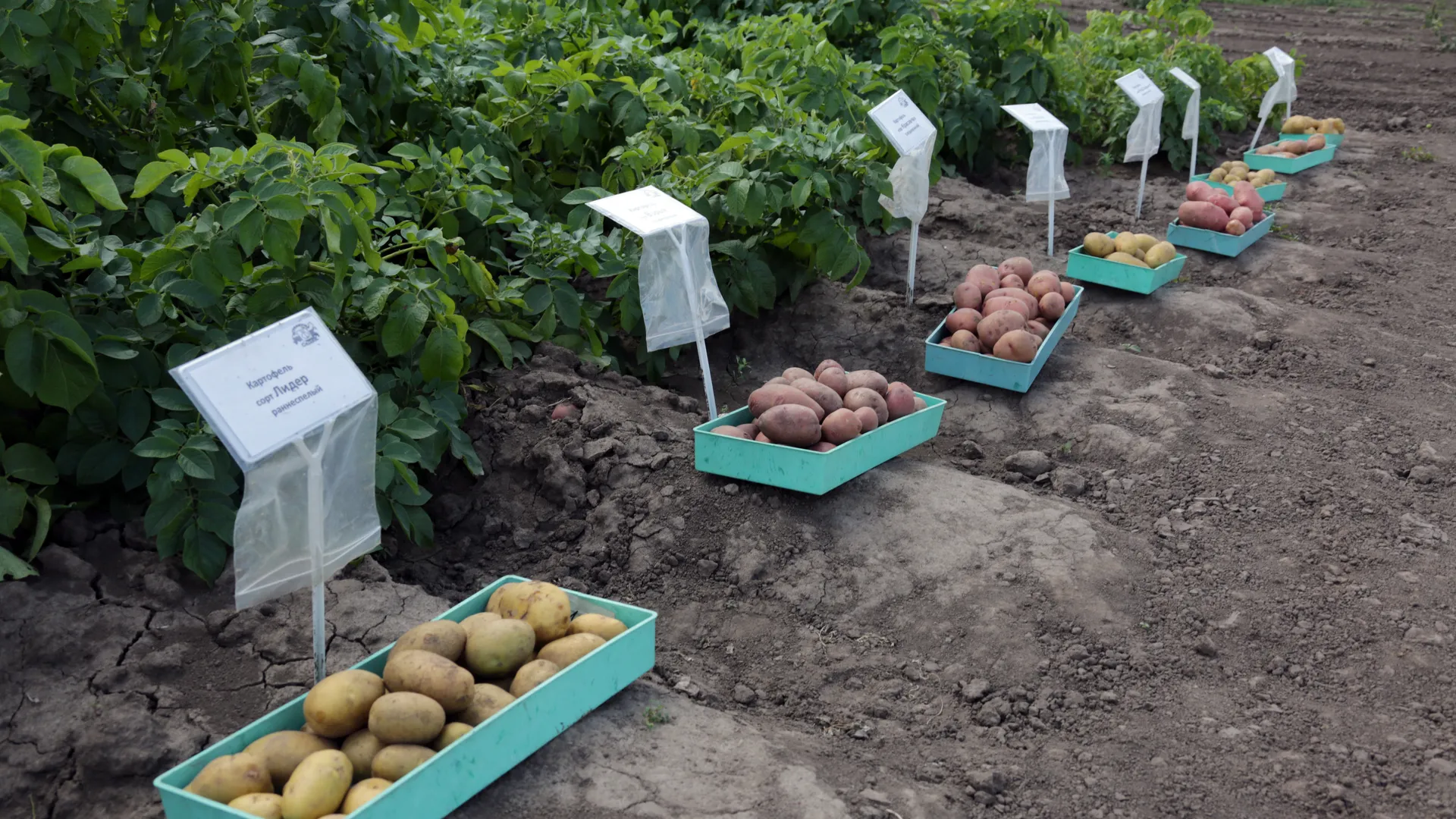 Праздник фермеров в агрофирме «Седек» Каширского района