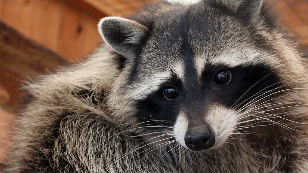 Фото: vk.com/Дом Енота. Музей, где экскурсию ведут еноты