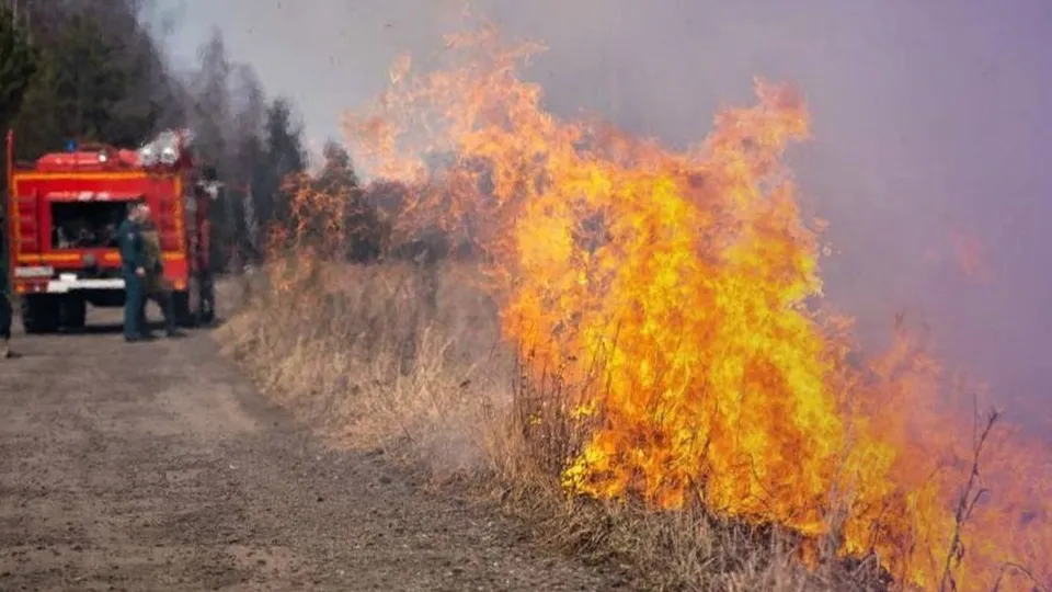 Фото: Комитет лесного хозяйства Московской области