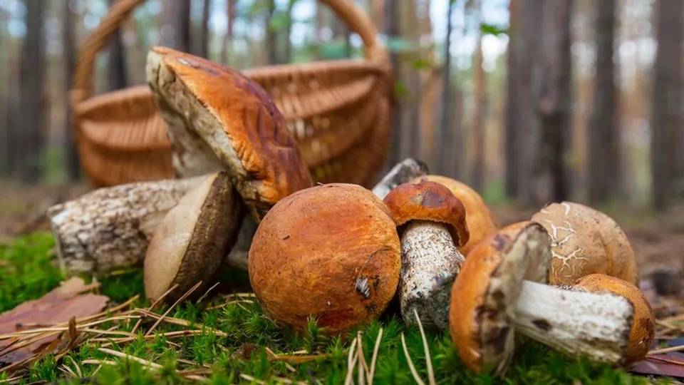 Фото: freepik.com