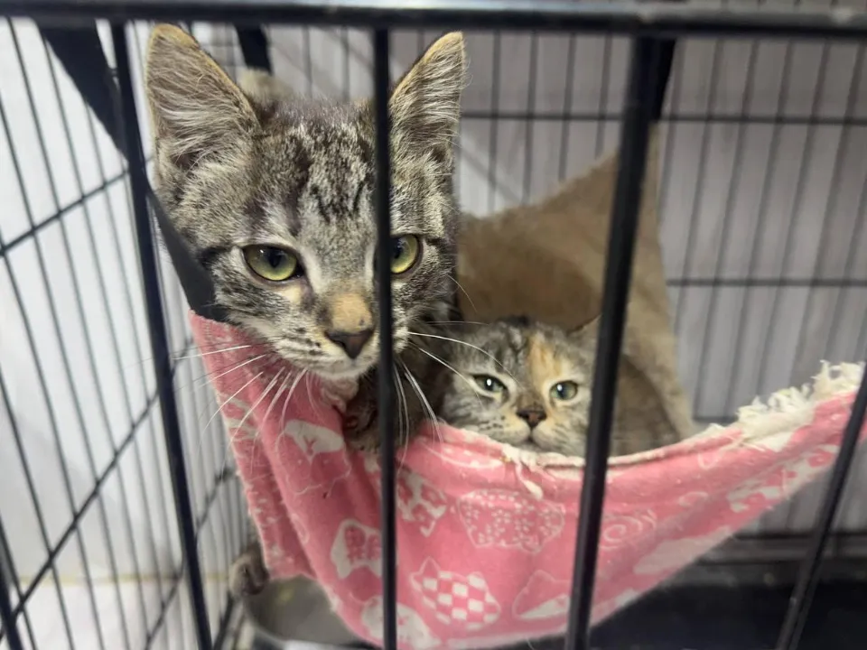 Фото: администрация г.о. Подольск