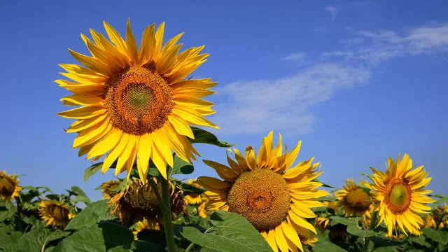 Фото: pxhere.com