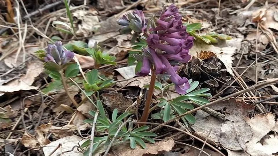 Фото: Комитет лесного хозяйства Московской области
