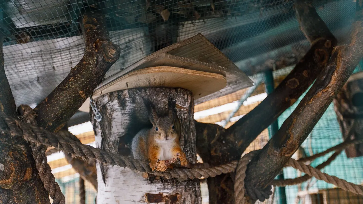 Фото: медиасток.рф