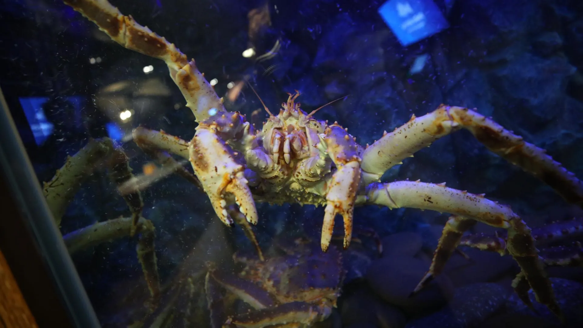 Lantyukhov Sergey/news.ru