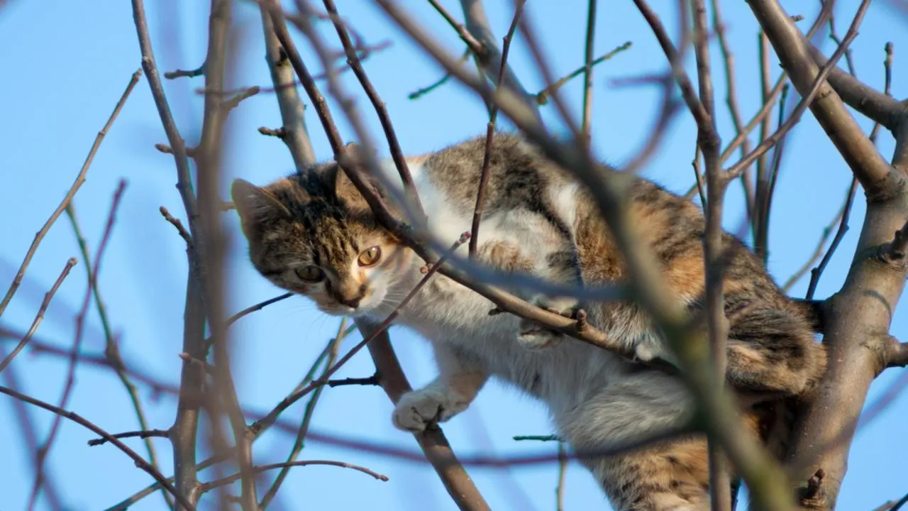 «Прыжок веры» пушистого «ассасина»: в Орехово-Зуеве кот перепугал спасателей, сиганув с 12-метровой высоты