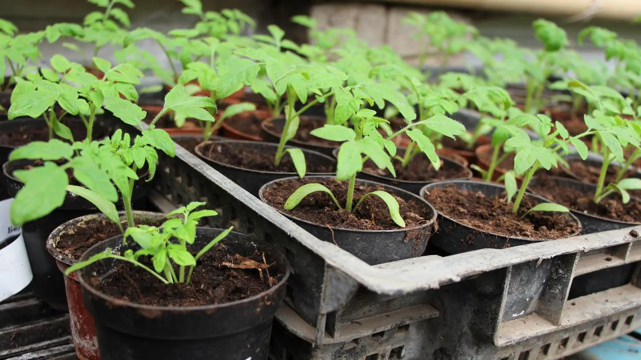 медиасток.рф