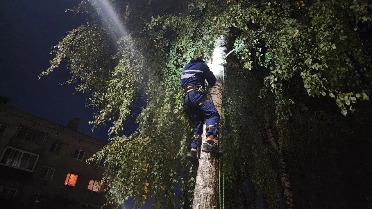 Подмосковный спасатель в свой выходной снял с дерева кошку, просидевшую там двое суток