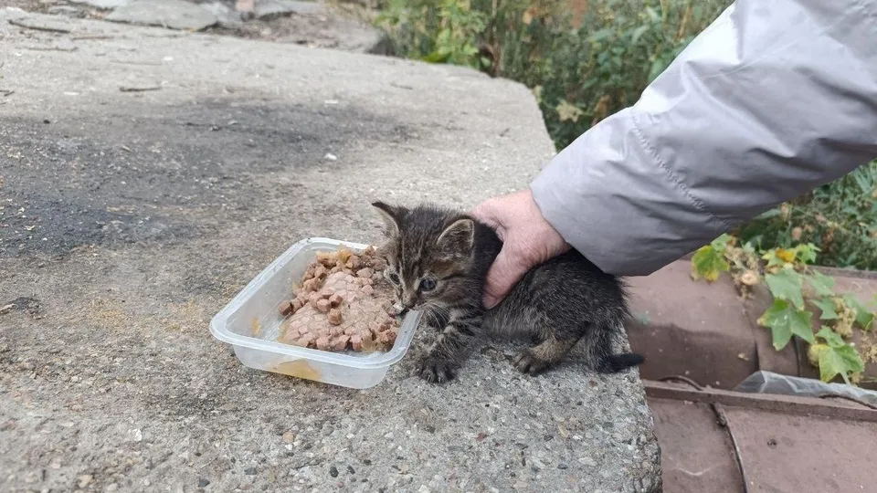 Фото: ГКУ МО «Мособлпожспас»