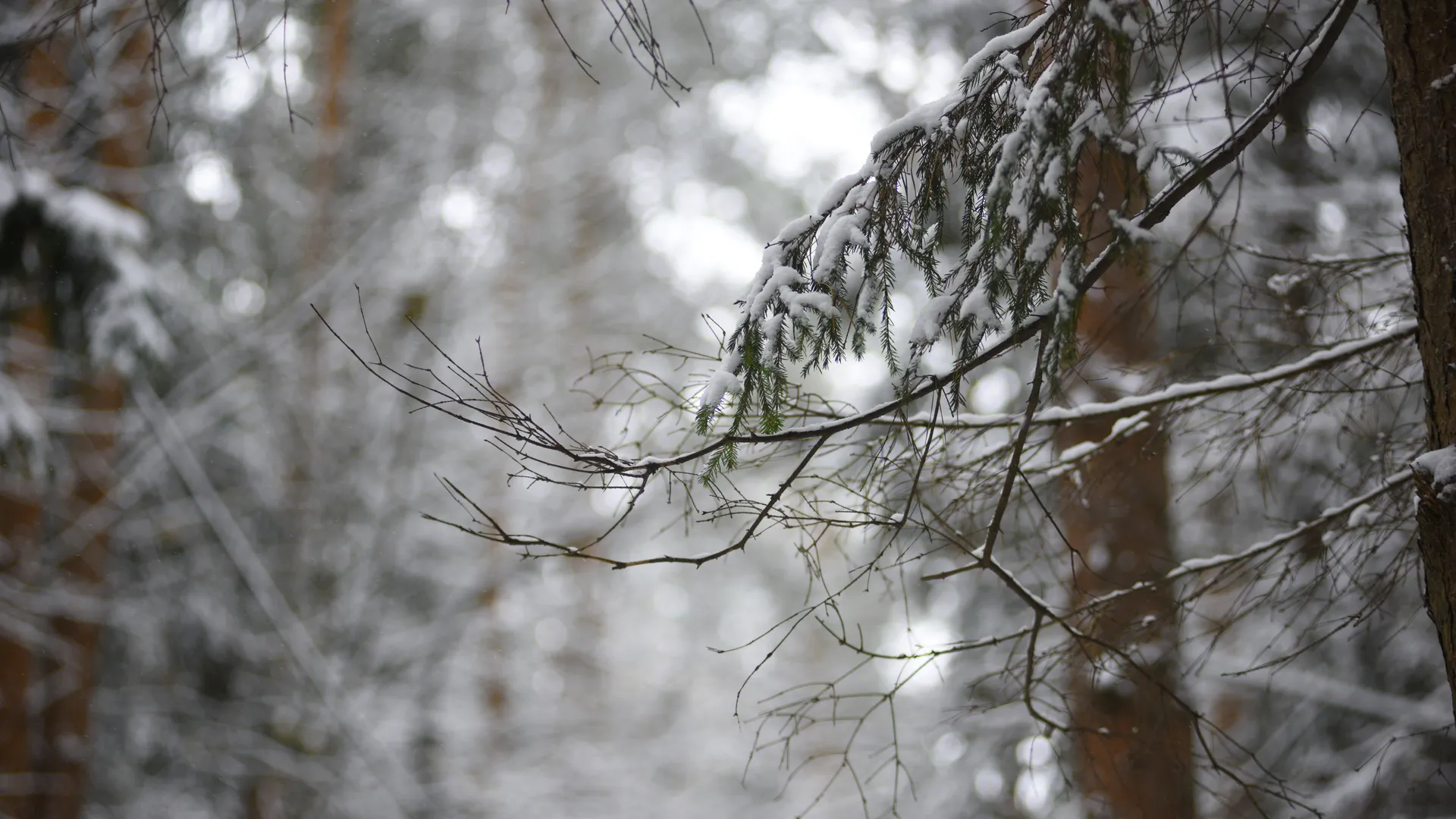 Снегопад в Троицке