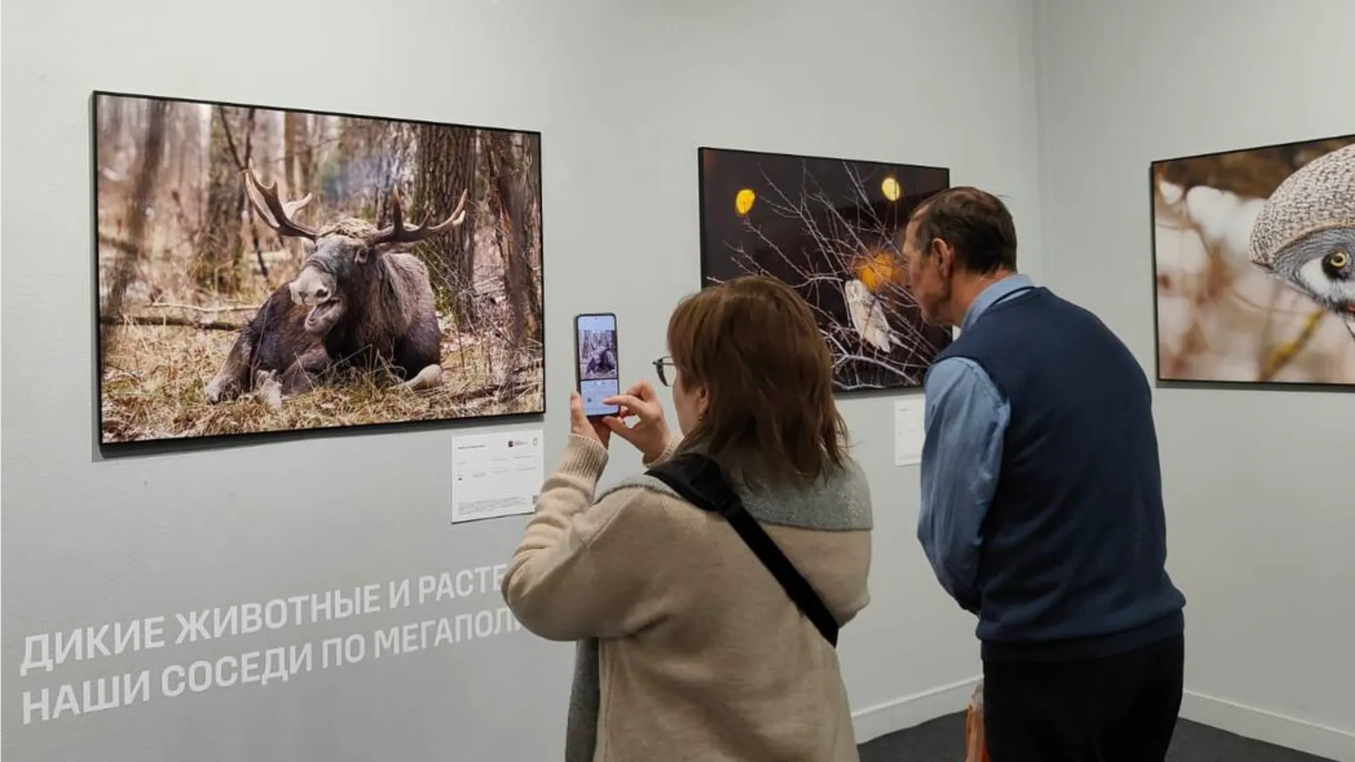 Фото: пресс-служба национального парка «Лосиный остров»