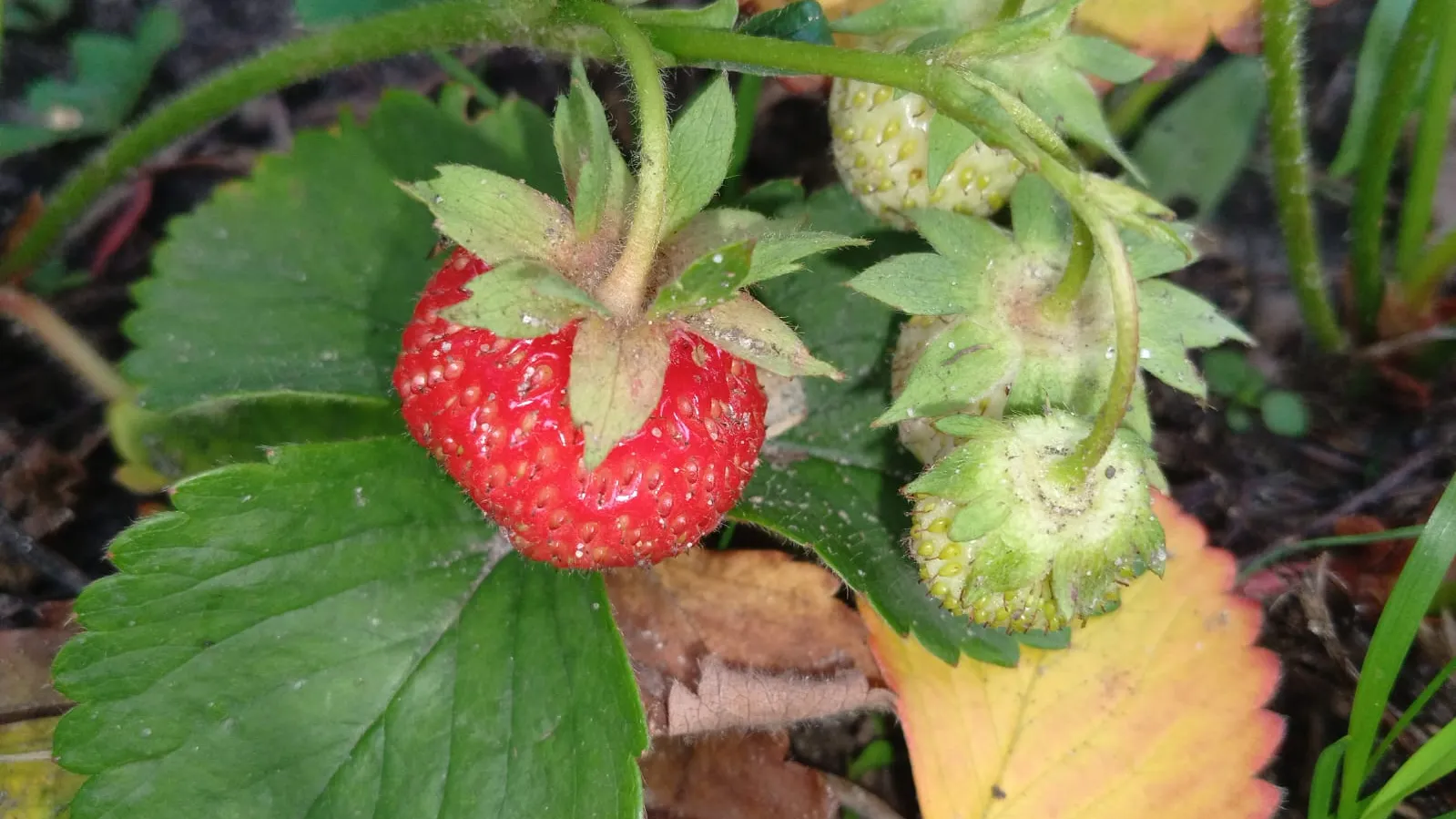 Фото: REGIONS/Василий Тремасов