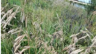 Фото: ФНЦ «ВИК им. В.Р. Вильямса»