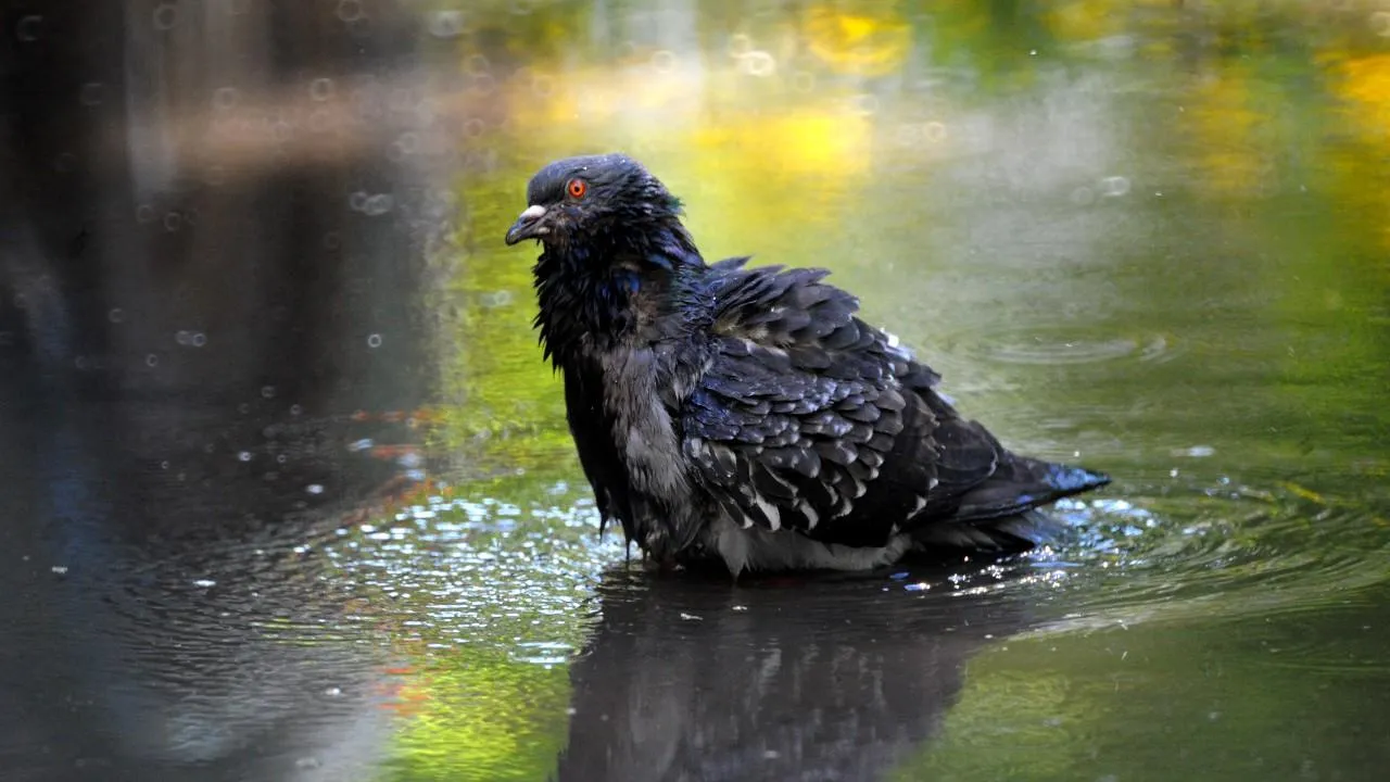 медиасток.рф