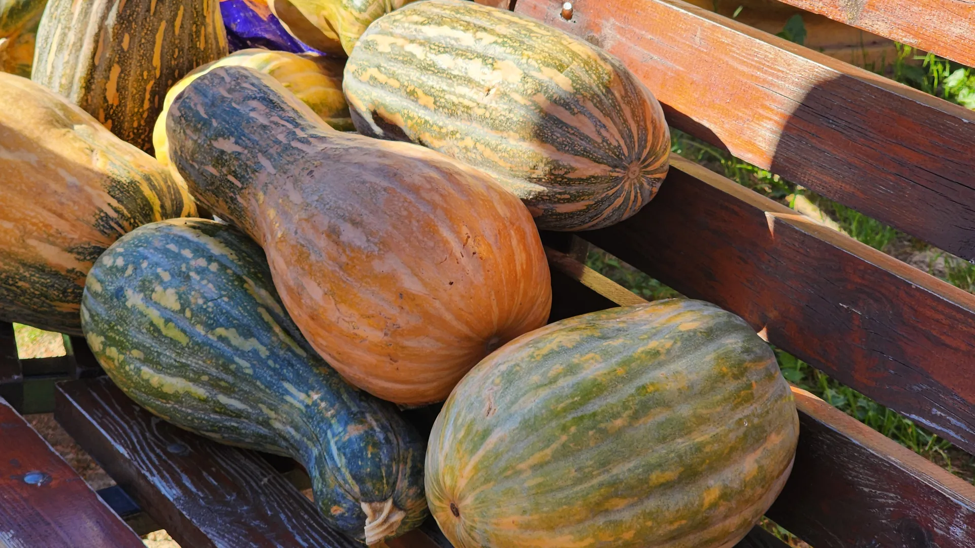 Фото: МедиаБанк Подмосковья/Валерия Исаева
