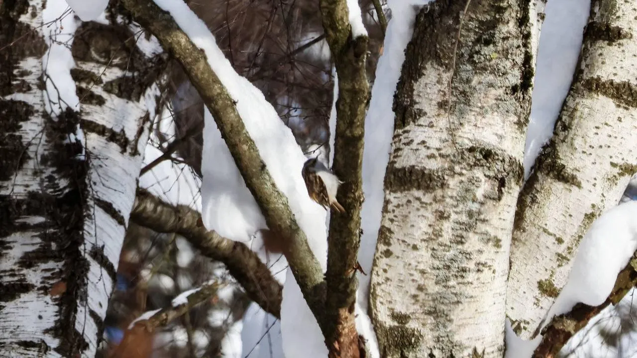 пресс-служба нацпарка "Лосиный остров"/Анна Ткачева