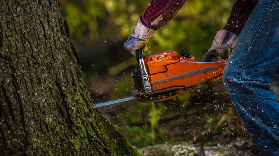 Фото: istockphoto.com/simonkr