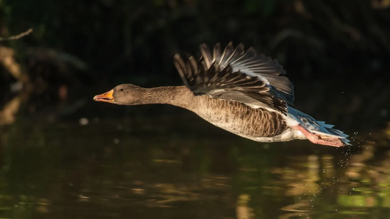 Фото: pxhere.com