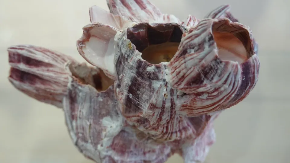 Фото: t.me/ruzamuseum