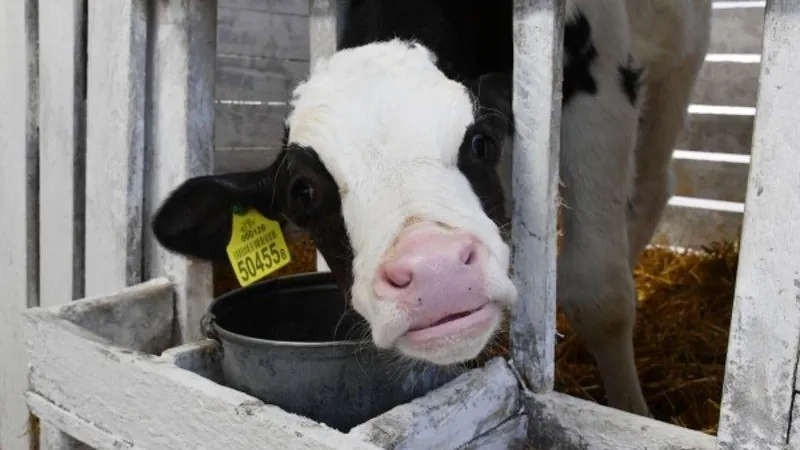 Россельхознадзор просит временно прекратить поставки молочной продукции из Армении