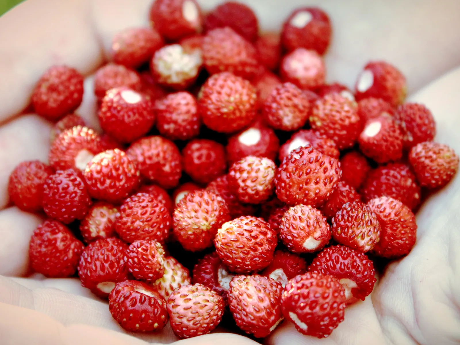 Фото: pxhere.com