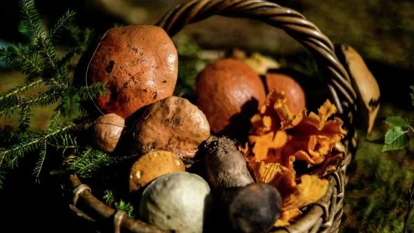 «Грибные маршруты» представили в «Мострансавто»