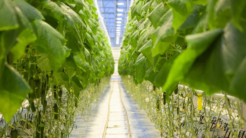 Фото: МЭФ МО