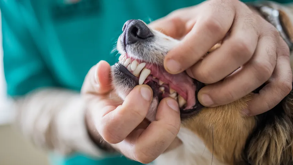 Фото: istockphoto.com/skynesher