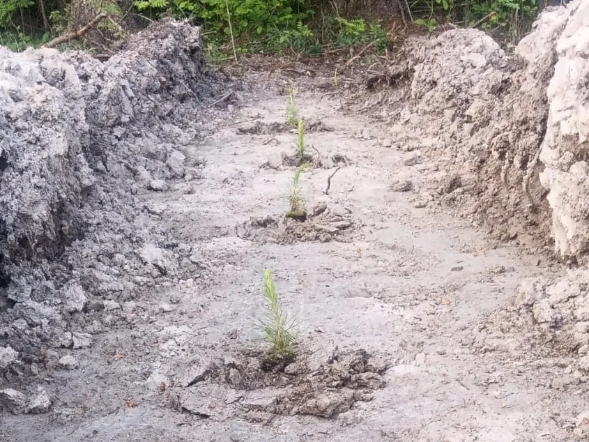 Фото: ГКУ МО «Мособллес»&nbsp;