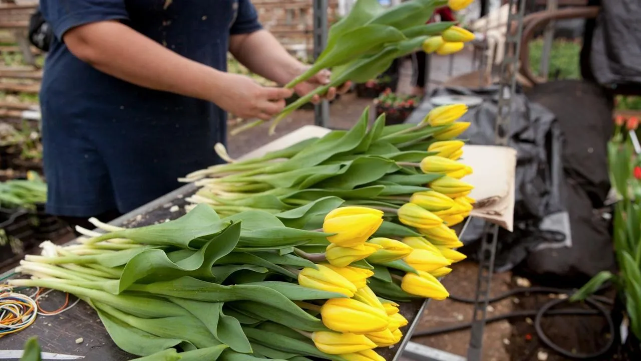 медиасток.рф