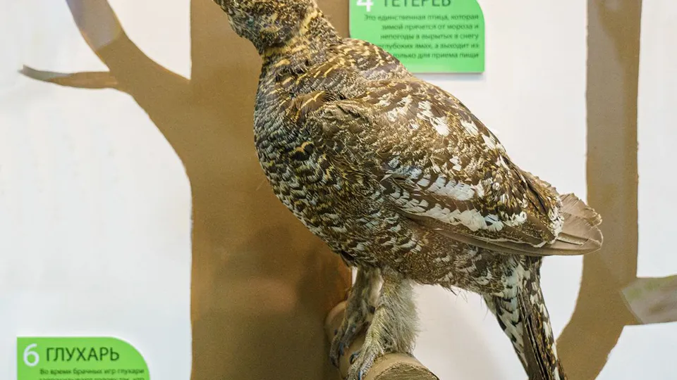 Фото: медиасток.рф