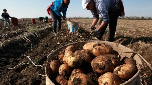 Гранты на 19 млн руб получили аграрии Волоколамского района в 2014 году