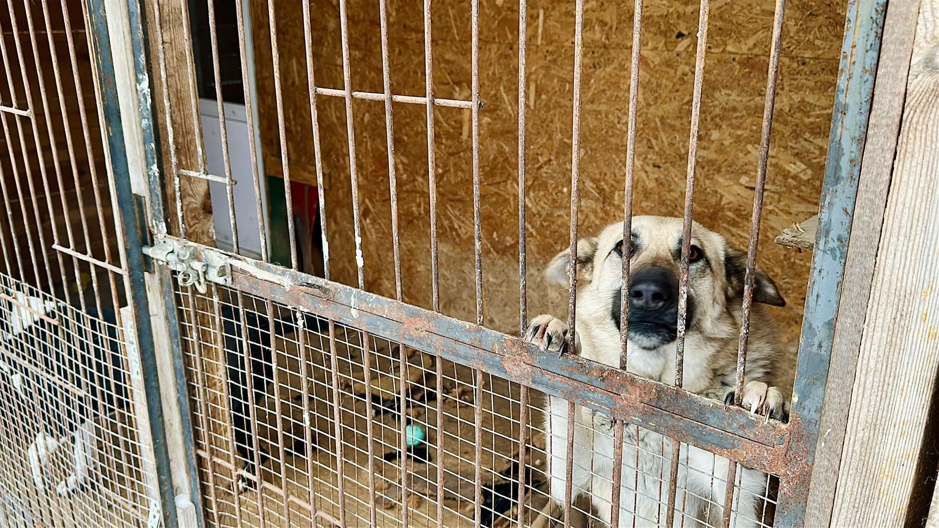 Кристина Тришина