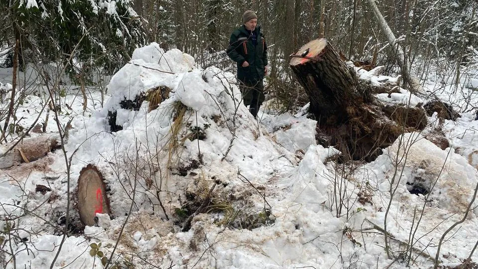 Фото: Комитет лесного хозяйства Московской области