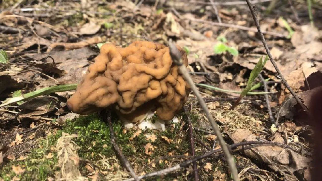 МедиаБанк Подмосковья/Ксения Пашуто